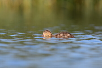 baby duck in the lagoon
