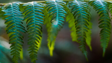 Macro de feuilles de fougère, en fin de soirée, dans la forêt des Landes de Gascogne