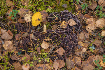 Noux national park during the autumn months in Finland, forest, clean ecology