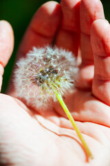 Dandelion seeds in the palm of a hand, protection and insurance concept