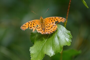 Macro of a butterfly perched on a vibrant green leaf