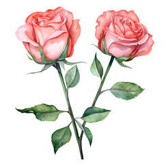 Watercolor Rose Valentine Clipart Illustration