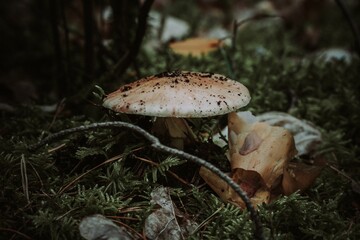 Closeup of a mushroom growing on green moss in Zutendaal, Belgium