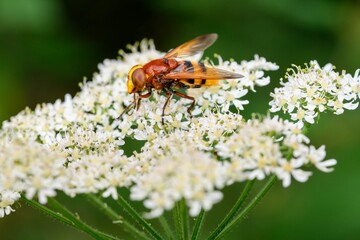 Macro of a bee perched on white tiny flowers in Zutendaal, Belgium