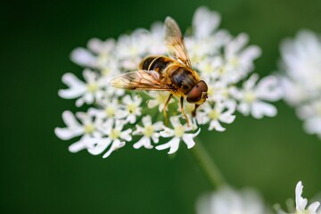 Macro of a bee perched on white tiny flowers in Zutendaal, Belgium