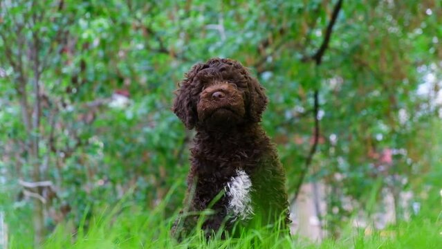 Funny hungry brown puppy lagotto romagnolo sitting on the grass and looking at the camera in summer. Slow motion.