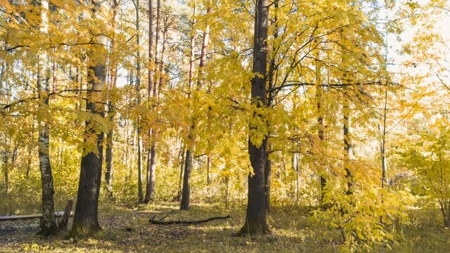 Yellow trees in autumn park or forest. 4K 10 bit prores video