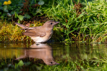 Obraz premium Garden Warbler (Sylvia borin) sitting at a pond in spring.