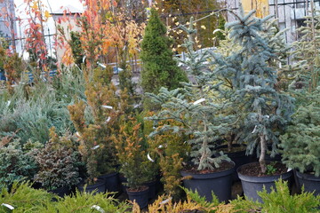tall blue spruce trees in pots with soil against the background of thuja seedlings in a nursery of...