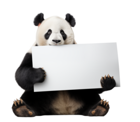 Cute panda bear holding big blank banner ready for text - transparent background PNG