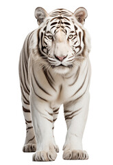 white tiger isolated on white - transparent background PNG
