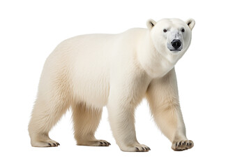 Fototapeta premium polar bear isolated on white side view - transparent background PNG