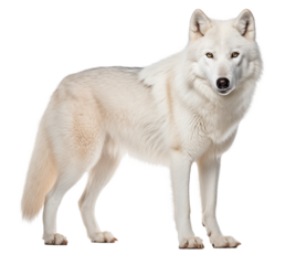 white wolf isolated on white - transparent background PNG