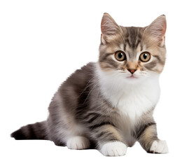 Obraz premium Cute kitten isolated on white - transparent background PNG