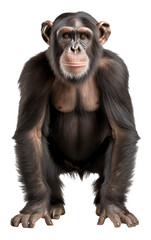 Chimpanzee isolated on white - transparent background PNG
