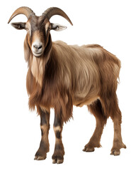 goat on white background - transparent background PNG