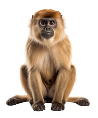 Fototapeta premium Sitting monkey isolated on white - transparent background PNG