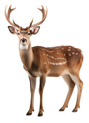 deer isolated on white - transparent background PNG