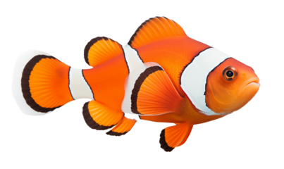 Clownfish isolated on white - transparent background PNG
