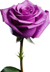 purple rose transparent background PNG clipart