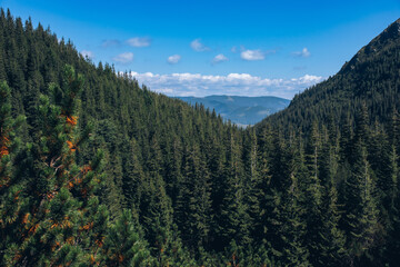 top view of the tops of trees of coniferous forests in the Carpathians
