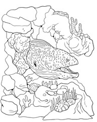 Moray eel to color in. Template for a coloring book with sea animals. Colouring page.
