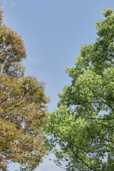 秋の青空と緑の樹木と色付きの紅葉の木の風景