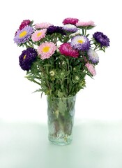 colorful pretty asters at autumn close up