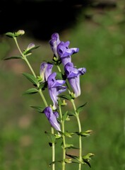 flowers of Scutellaria baicalensis in the forest