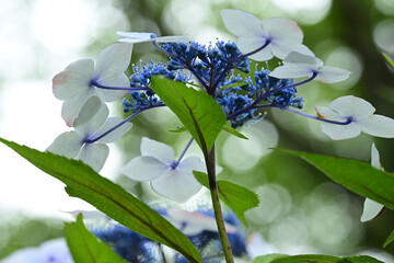 The flowers of hydrangea bloom in rainy season of Japan.