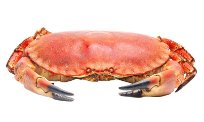 Red crab isolated on white