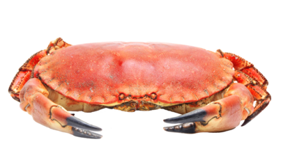 Red crab isolated on white