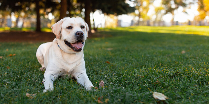 Dog, a young Labrador retriever in autumn walks on a green lawn. Happy pet on a walk.