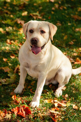 Dog, a young Labrador retriever in autumn walks on a green lawn. Happy pet on a walk.