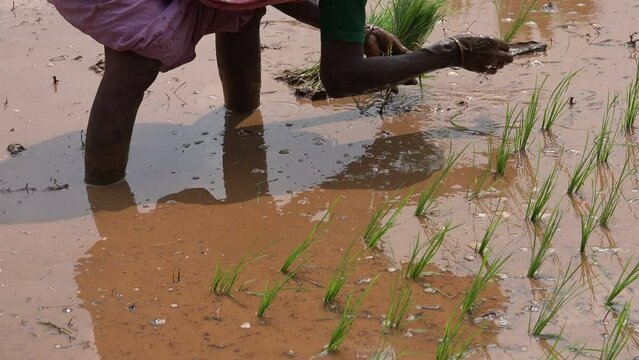 A senior Indian woman plants rice bundles in a wet paddy field in Tamil Nadu province, agriculture in India