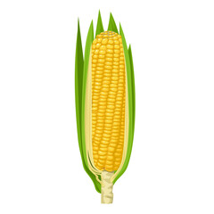 Obraz premium Vector illustration, corn cobs with husks, isolated on white background.
