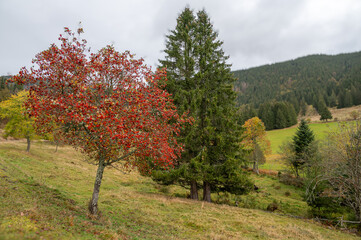 Beautiful hiking region in the Black Forest, Menzenschwand