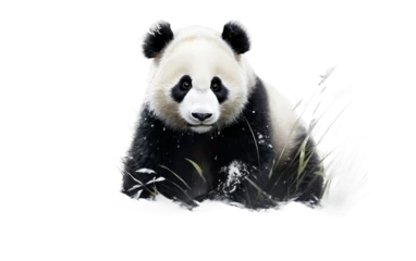 Poster Panda on Transparent background © Yasir