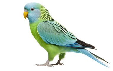 Colorful Parakeet on Transparent background - obrazy, fototapety, plakaty