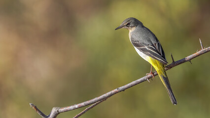 Gray Wagtail feeding on a branch in nature