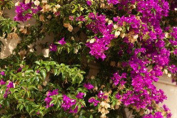 Jadinière de fleurs à Martigues