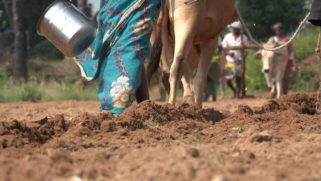 Woman Uses Traditional Plow To Work On Rural Field, Agriculture In India