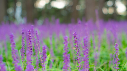 Liriope field in region