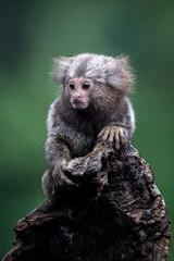 The Common Marmoset (Callithrix jacchus) is a small New World monkey native to forests in Brazil.
