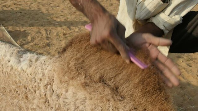 Man brushes the hump of a camel with a comb, to make the animal look its best, during the annual Pushkar Camel Fair in India