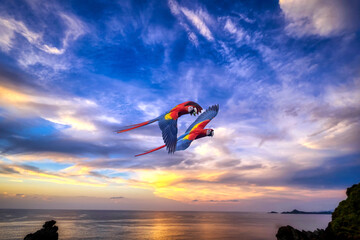 A pair of Scarlet Macaws fly along a beach in Costa Rica at sunset