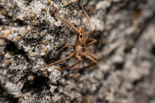 Close up image of a Nursery Web Spider