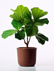 Fiddle Leaf Fig (Ficus lyrata)  Studio Shot Isolated on Clear Background, Generative AI