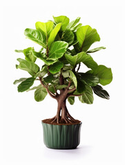Fiddle Leaf Fig (Ficus lyrata)  Studio Shot Isolated on Clear Background, Generative AI