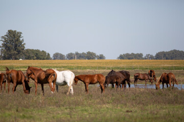 Naklejka na ściany i meble great and amazing horses of argentina